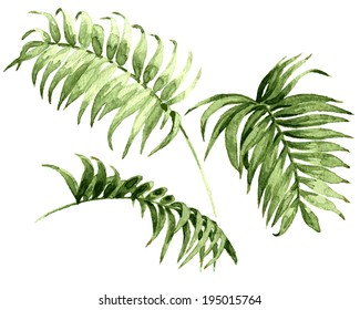 Watercolor Palm Leaves Isolated On White.