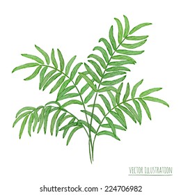 Watercolor palm leaves isolated on the white background