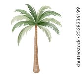 Watercolor palm tree. Hand drawn tropical tree. Exotic palm leaves. 