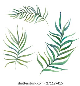 Watercolor palm tree leaves set. Isolated hand drawn botanical elements in vector. 