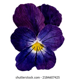 Watercolor pansy flower in purple with a yellow center, purple pansy flower, watercolor pansy flower