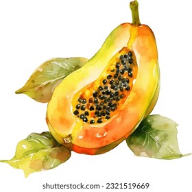 Watercolor Papaya Illustration. Hand-drawn fresh food design element isolated on a white background.