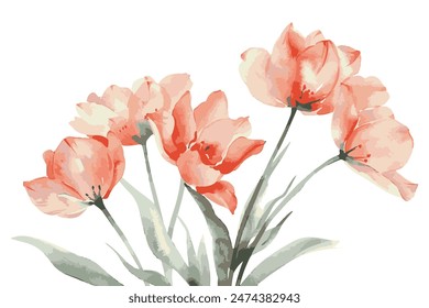 tulipanes de coral pastel de acuarela, ramo de flores de primavera aislado sobre fondo blanco, Clipart