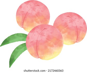 Watercolor Peach Illustration, Fresh, Pink