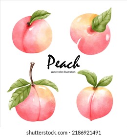 Watercolor peaches, watercolor fruit. vector illustration