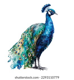 watercolor Peacock white background, isoleted illustration, colorfull pecocok indian peafowl bird