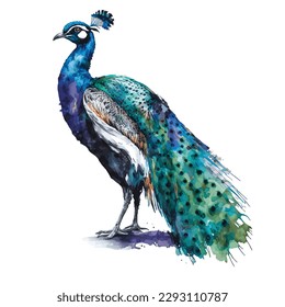 watercolor Peacock white background, isoleted illustration, colorfull pecocok indian peafowl bird