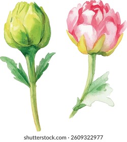 Watercolor Peonies: Pink Flower and Bud  vector illustration