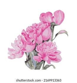 watercolor peonies. pink flowers. picture. vector illustration