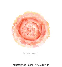 Watercolor Peony Flower. Head of Peony isolated on white background. Vector illustration