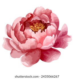 Watercolor peony head for floral design. Flower, bud. Vector watercolor peonies