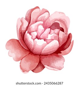 Watercolor peony head for floral design. Flower, bud. Vector watercolor peonies