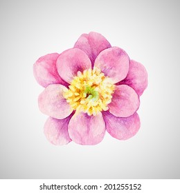 Watercolor Peony isolated on white. Hand drawn floral element for your design