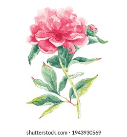 Watercolor peony. Vector graphics. Spring Flower.