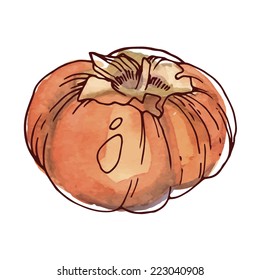 Watercolor persimmon fruit, vector illustration painted in watercolor.