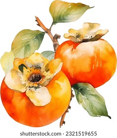 Watercolor Persimmon Illustration. Hand-drawn fresh food design element isolated on a white background.