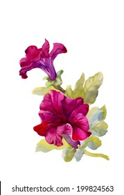 Watercolor Petunia On White Background Vector