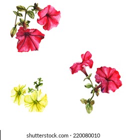 Watercolor petunias on the white background.  Pink and yellow