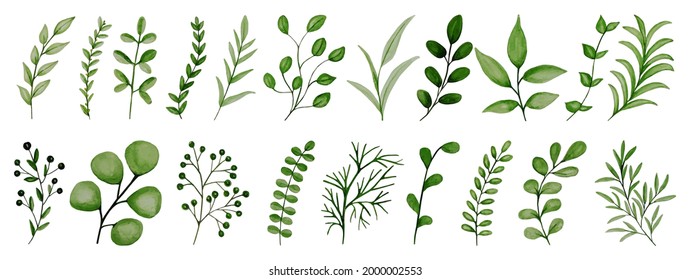 Watercolor photo. Botanical clipart. A set of green leaves, herbs and twigs. Floral design elements. Wedding invitations, greeting cards, blogs, posters, etc. Perfect for