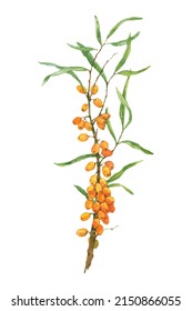 Watercolor picture of brunch Sea Buckthorn isolated on a white background. Hand drawn plant illustration