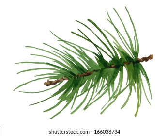 Watercolor Pine Branch. Vector Illustration