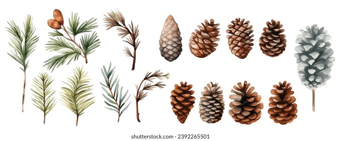 Watercolor Pine Cone and Branches Collection