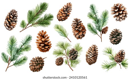 Watercolor pine and pine corn  branches clipart collection.  Isolated on white background vector illustration set. 