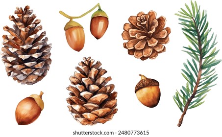 Watercolor pine and pine corn branches clipart collection. Isolated on white background vector illustration set.