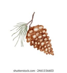 Watercolor pinecones on pine branch. Vector cut out, handmade not AI