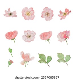 watercolor pink clair martion english rose flower bouquet isolated on white background