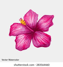 Watercolor pink hibiscus flower. Vector illustration.