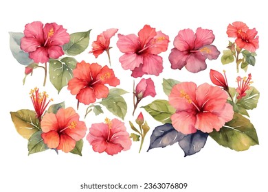 watercolor pink hibiscus flowers bouquet elemt set isolated on white background