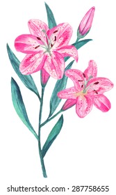 Watercolor pink lily flowers with leaves bouquet closeup isolated on a white background. Hand painting on paper