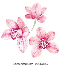 Watercolor pink Orchid flowers isolated on white background. Vector illustration
