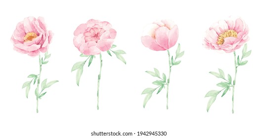 watercolor pink peony flower and green leaves elements isolated on white background