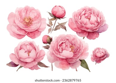 watercolor pink peony flower set isolated on white background