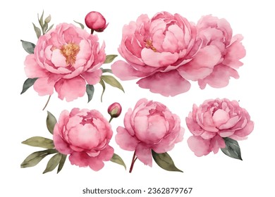 watercolor pink peony flower set isolated on white background