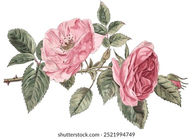 Watercolor pink peony rose, wedding flower