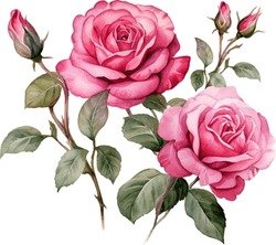 Watercolor Pink Rose Flower Bouquet For Valentines Day