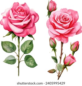 watercolor pink rose flower bouquet for valentines day