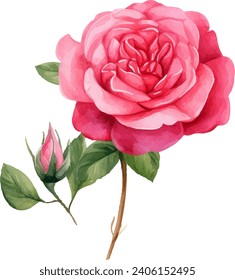 acuarela Flor rosa rosada