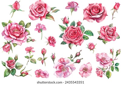 Ramo de flores rosa de acuarela, ilustración vectorial de acuarela, pintura botánica