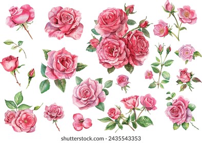 watercolor pink rose flower bouquet, watercolor vector illustration, botanical painting