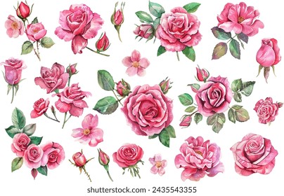 Ramo de flores rosa de acuarela, ilustración vectorial de acuarela, pintura botánica