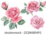 Watercolor pink rose flower clip art illustration