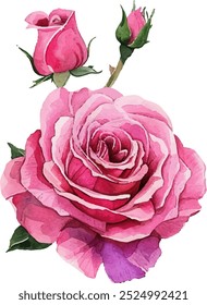 Watercolor pink rose flower clip art illustration