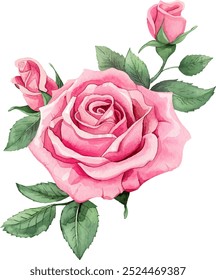 Watercolor pink rose flower clipart illustration and rose floral