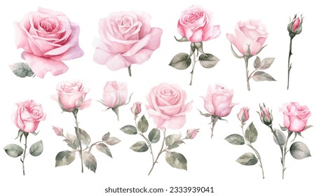 Watercolor pink rose flower and leaf bouquet clipart collection isolated on white background vector illustration set.