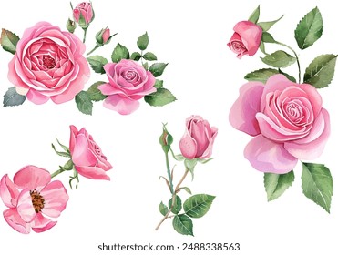 Watercolor pink rose flower and leaf bouquet clipart collection