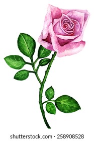 Watercolor pink rose flower with leaves closeup isolated on a white background. Hand painting